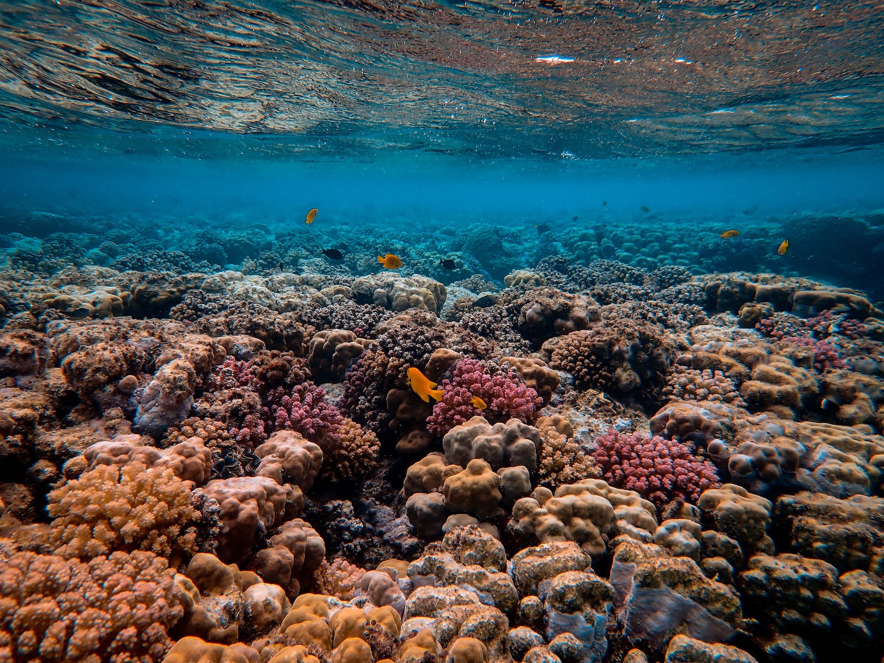 Corals release chemical compounds into the seawater, including caffeine