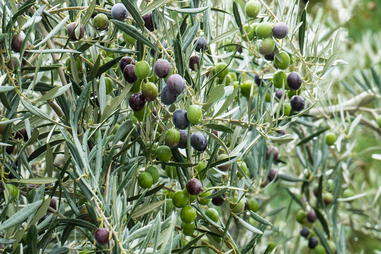 Olives have more than just liquid gold to offer